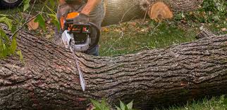 Lawn Pest Prevention in Hillsdale, NJ