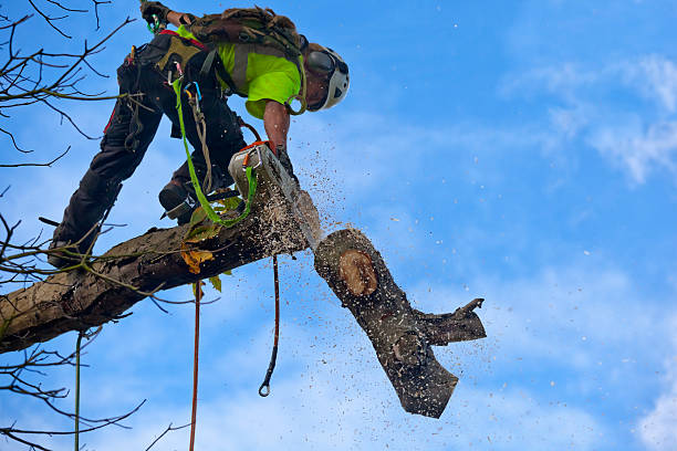 Tree and Shrub Care in Hillsdale, NJ