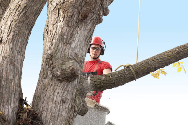 Reliable Hillsdale, NJ Tree Care Solutions